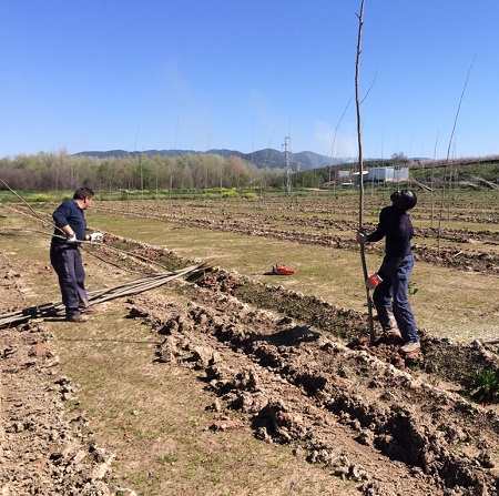 Dos operarios, durante la plantación que efectúa la CHG en La Chopera