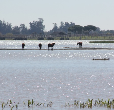 Parque Nacional de Doñana