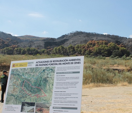 Trabajos de recuperación en Cenes de la Vega tras el incendio de agosto de 2014